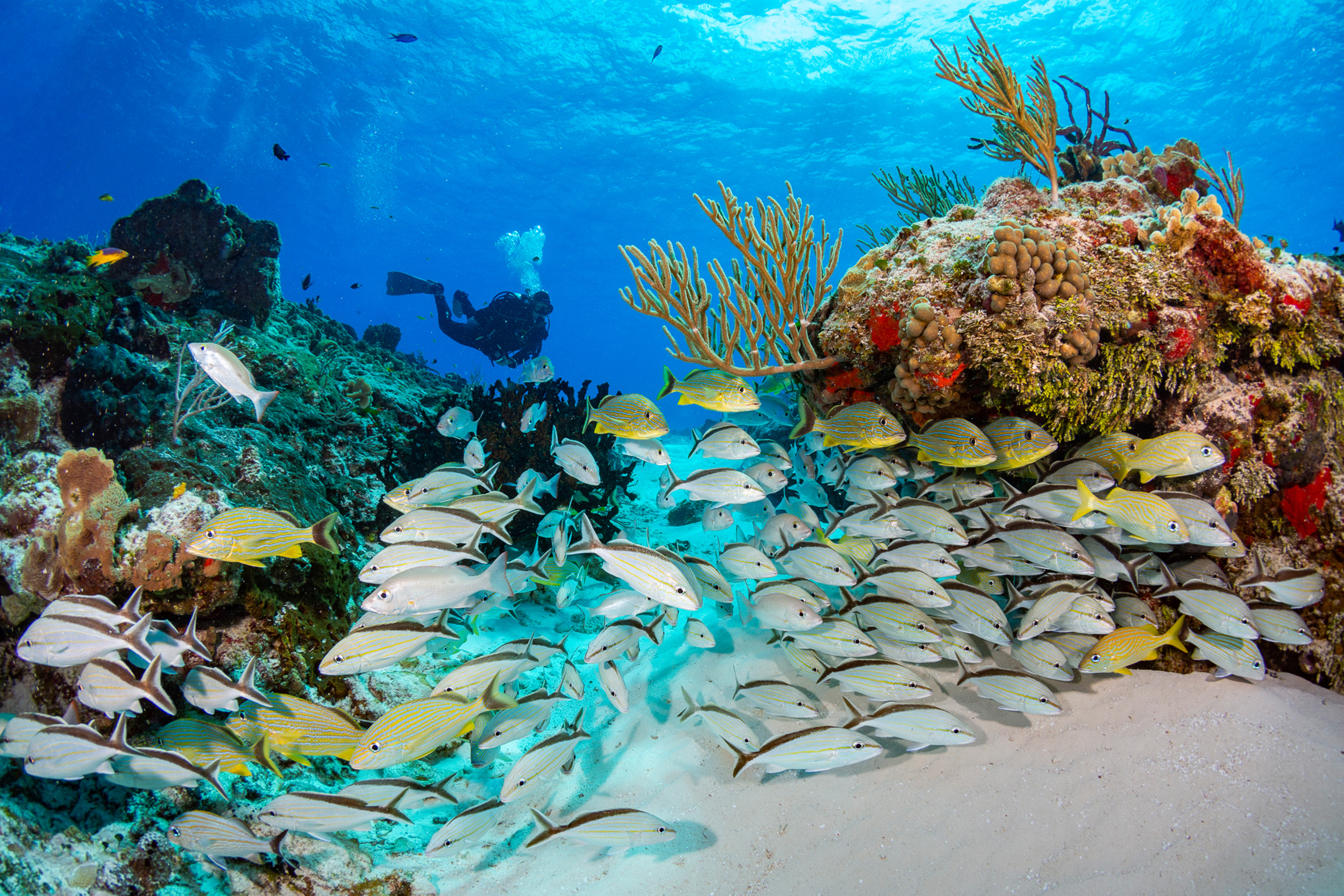 Oceanic_Martin-Strmiska_Q3-5260
